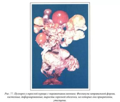 Вегад - Атлас болезней птицы. Ч. 12. Пуллороз