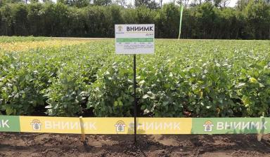 Сорта сои ФНЦ ВНИИМК им.В.С.Пустовойта