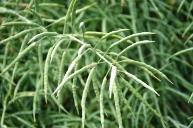 День Поля – сорта и технологии возделывания озимого рапса ВНИИМК 2022