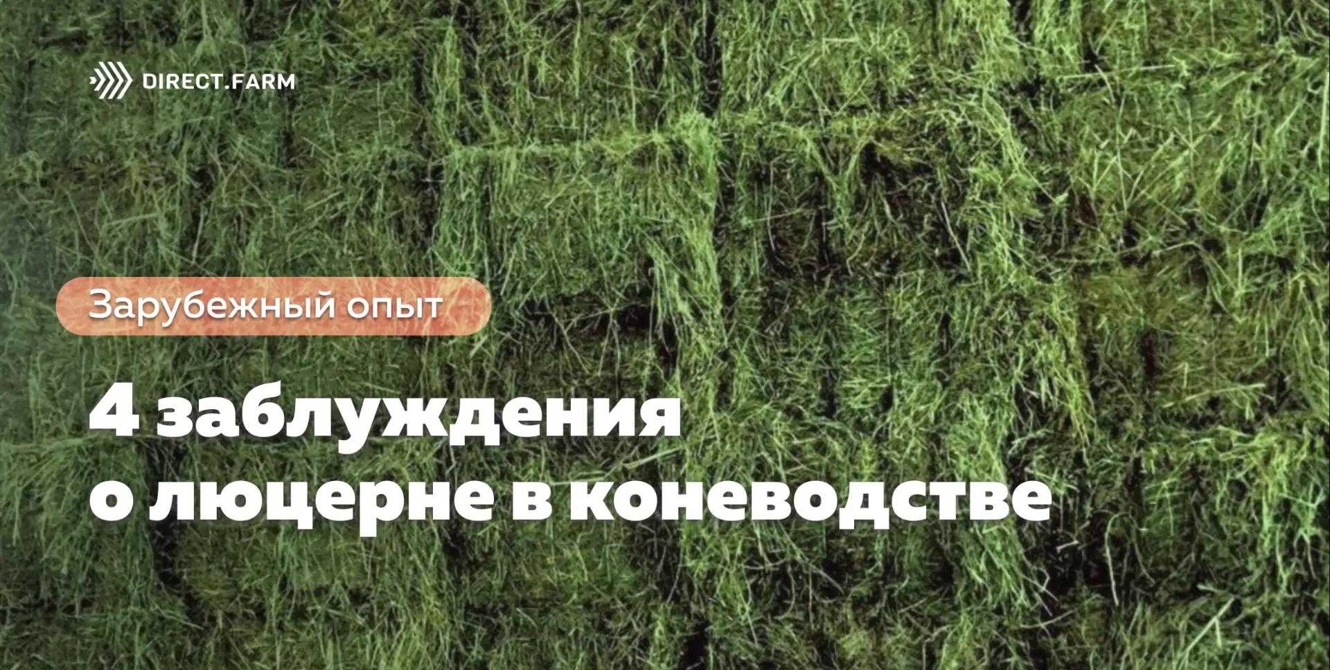 4 заблуждения о люцерне в коневодстве