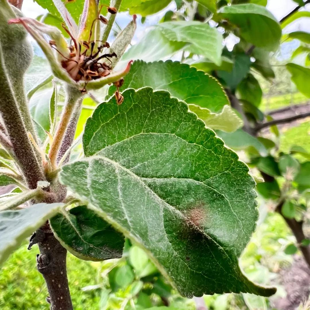 Внимание! Парша яблони
