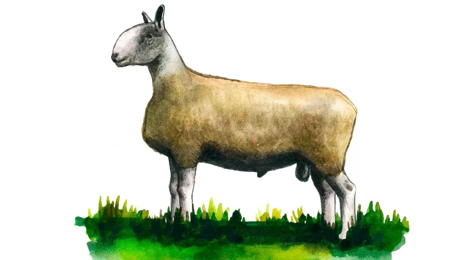 Голубомордый лейстер – порода овец