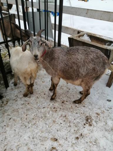 Продажа животных с фермы