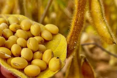 Соевый День поля: часть победителей определена.