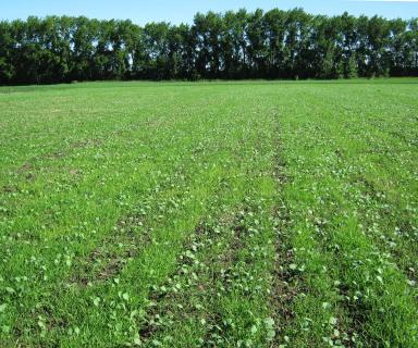 Эксперимент. Выращивание ярового рапса в зерновом севообороте.