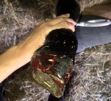 Вопросы из чатов: что делать, если у барана повреждено копыто?