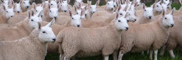 Бордер лейстер – порода овец