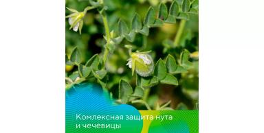 Комплексная защита нута и чечевицы