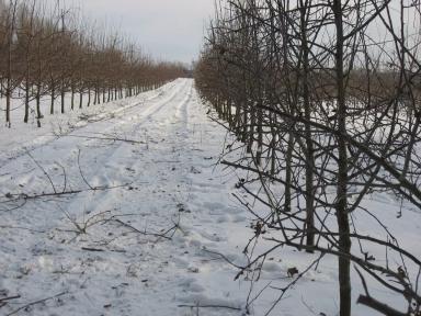 Обрезка сада