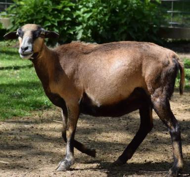 Камерунская порода овец