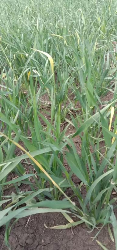 Причина пожелтения флаг.листа 