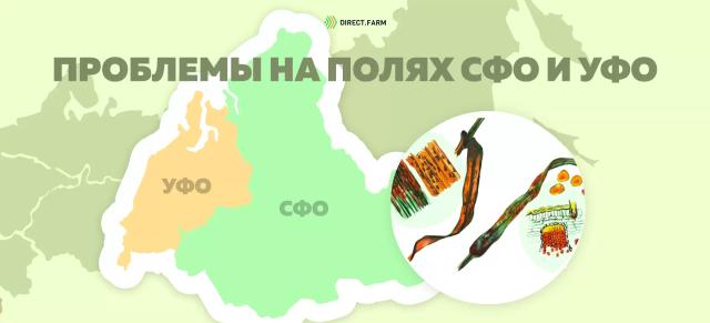 Угроза: Бурая листовая ржавчина