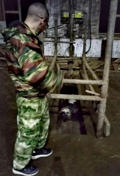 Как вызволить корову, или "Да как же тебя угараздило..?!"