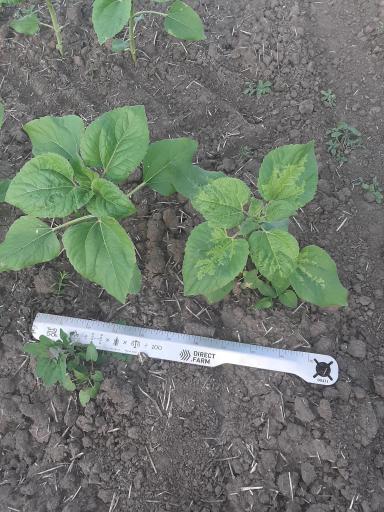 Агромониторинг 