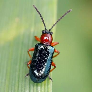 Угроза: Пьявица красногрудая