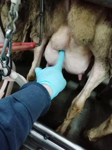 Актиномикоз