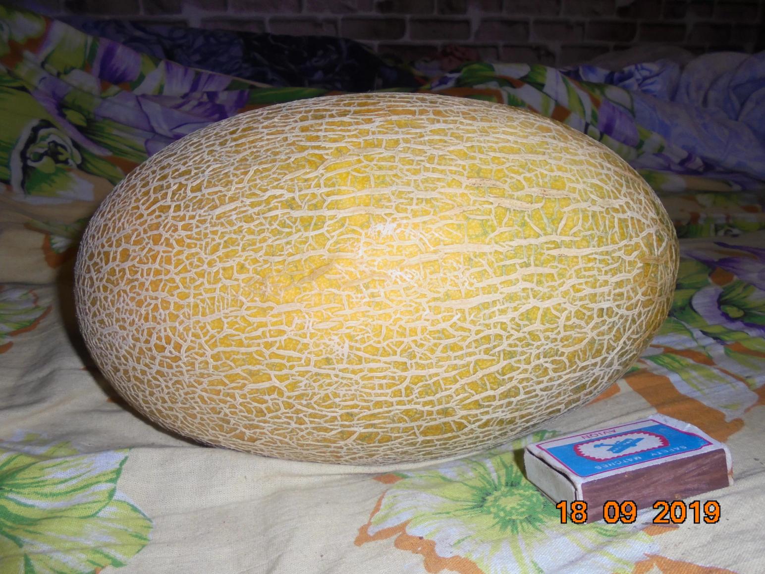 Сортоиспытание дыни в закрытом грунте