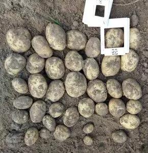 Садон ® - сорт картофеля (Solanum tuberosum L.). Среднеранний.