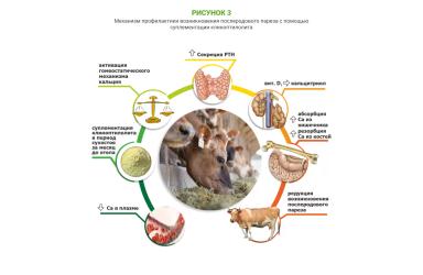 Использование сорбента микотоксинов в кормлении коров