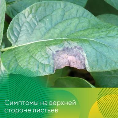 Методы контроля фитофтороза