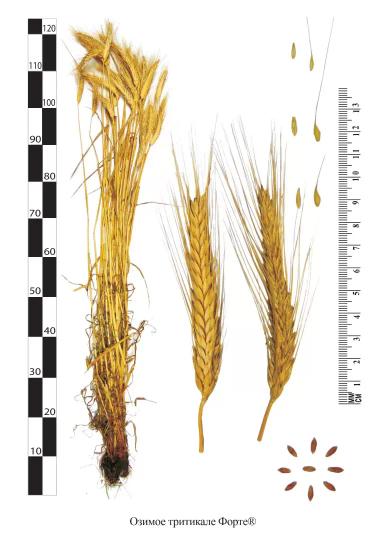Форте сорт тритикале озимой