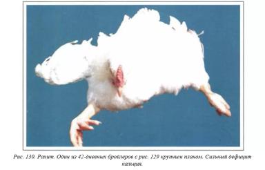 Вегад - Атлас болезней птицы. Ч. 26. Рахит