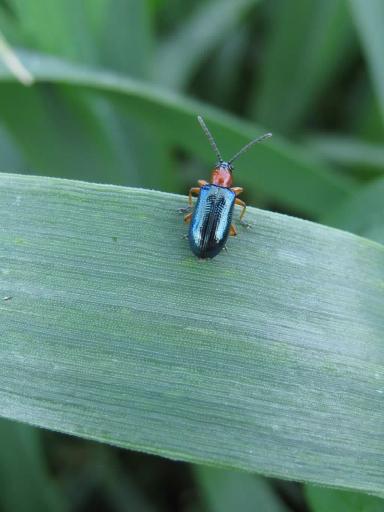 ОНА СЕЙЧАС НА ПОЛЯХ
