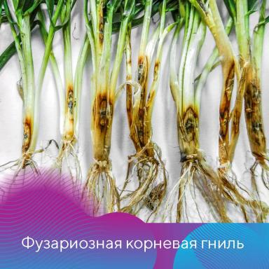 Подготовка зерновых к посевной
