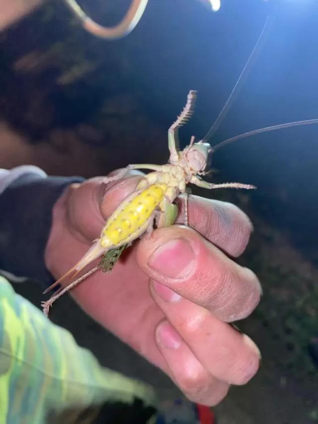 Вопросы из чатов: Саранча или кузнечик?