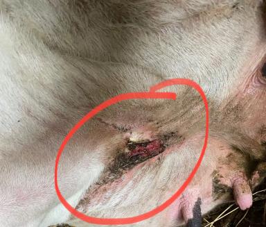 Трещины вымени