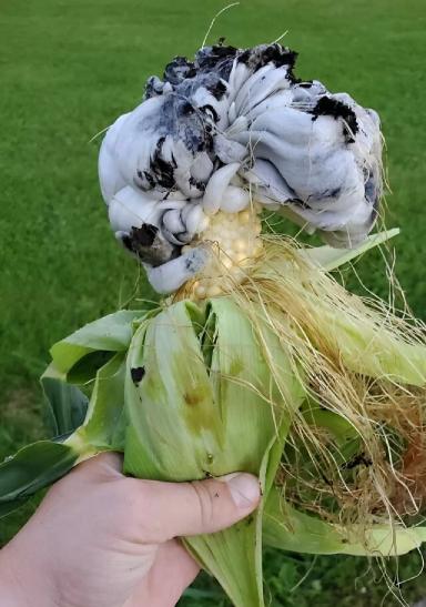 Уитлакоче – деликатес из пузырчатой головни