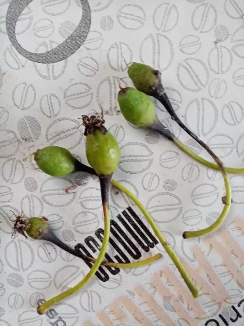 Осыпалась завязь груши. Кто знает почему так почернела у плодоножки и осыпалась?