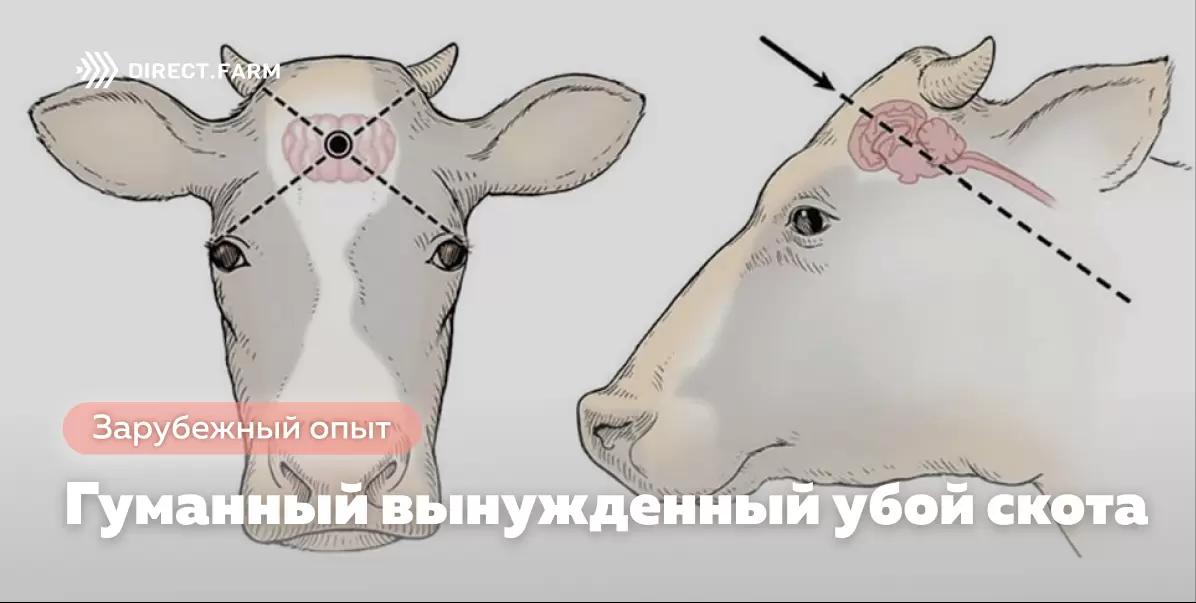 Гуманный вынужденный убой скота