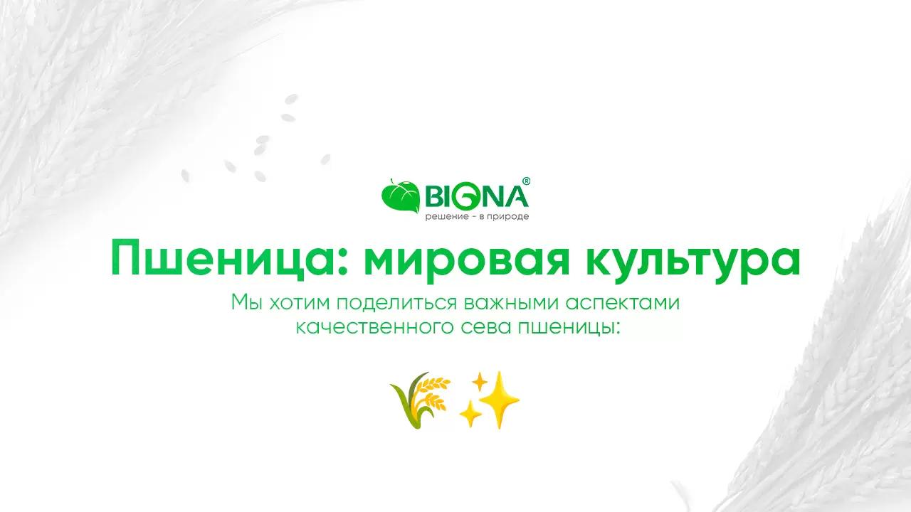 Пшеница: главная культура мира🌾✨