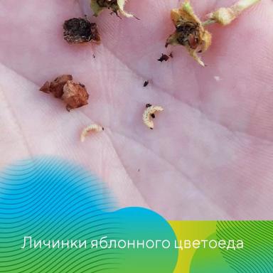 Обработки садов в ЦЧР