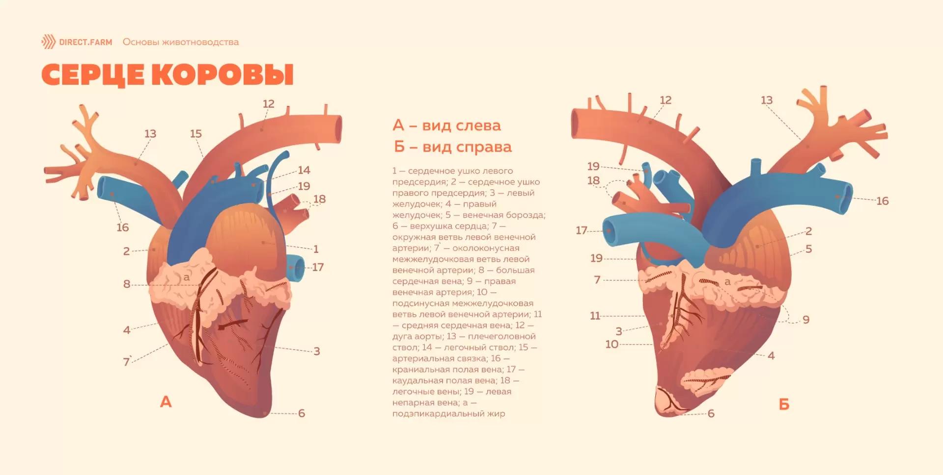 Особенности строения сердца у КРС