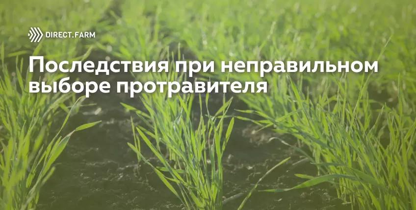 К чему приведет неправильно подобранный протравитель семян?