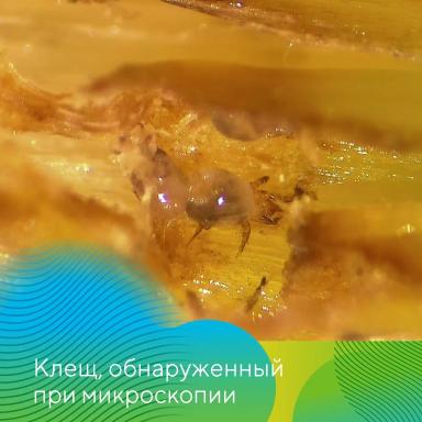 Осенний анализ семян