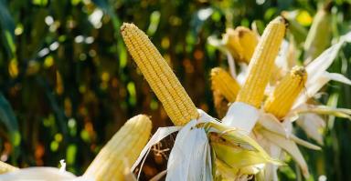 ЛГ 31255 гибрид кукурузы Лимагрейн