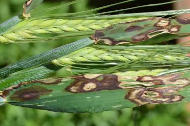 Ринхоспориоз (окаймленная пятнистость)