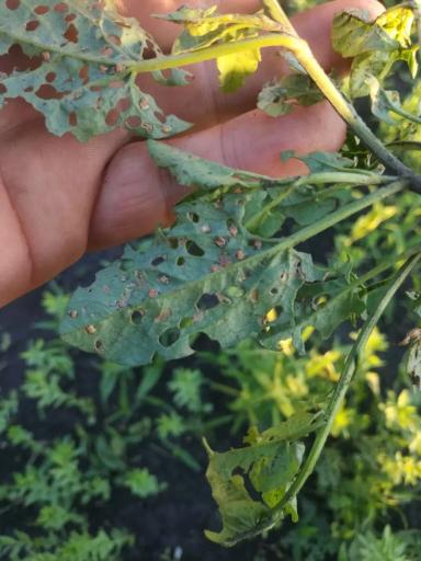 Вопросы из чатов: что за вредитель?