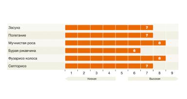 КВС Сансет ® сорт мягкой яровой пшеницы