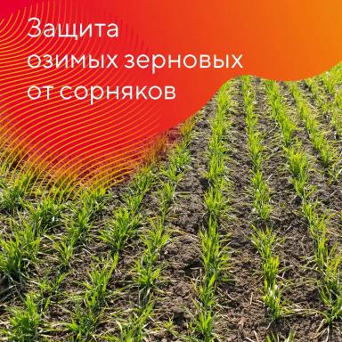 Защита озимых зерновых культур от сорняков