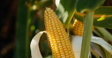 ЛГ 31235 гибрид кукурузы Лимагрейн