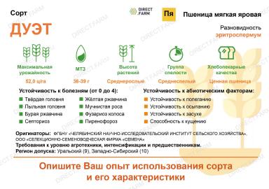 Дуэт сорт мягкой яровой пшеницы