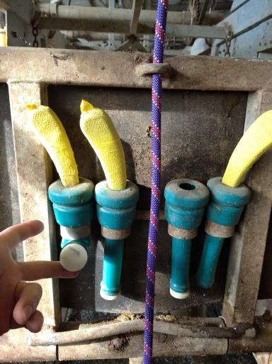 Дезинфекции инструментов и оборудования для обрезки копытец КРС.