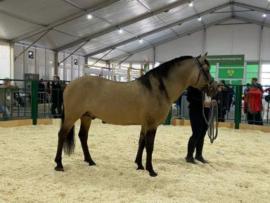 Вятская порода лошадей