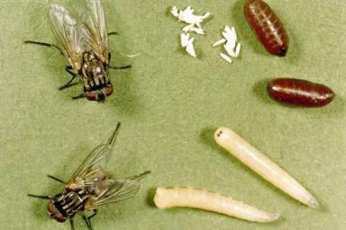 Злаковые мухи – осенние вредители озимой пшеницы. Как они нас незаметно объедают