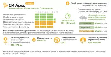 СИ Арко - гибрид подсолнечника ( Helianthus annuus L.).