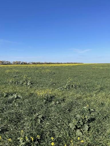 Глубокорыхлитель 